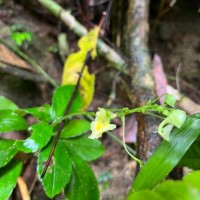 Impatiens cornigera Arn.